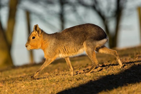 One Patagonian mara (Dolichotis patagonum) walks over a dry meadow in early morning light