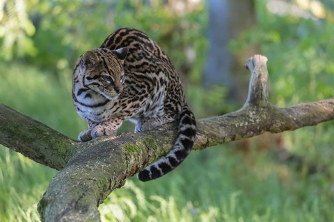 One Ozelot, Leopardus pardalis, resting on a fallen tree with green vegetation in the background