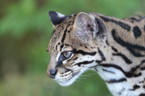 One Ozelot, Leopardus pardalis, side portrait with green vegetation in the background
