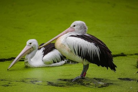 An Australian pelican (Pelecanus conspicillatus) stands on a rock lying in a duckweed-covered pond.