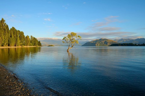 Under the morning sun a tree stands in the lake, surrounded by forest and mountains in a clear
