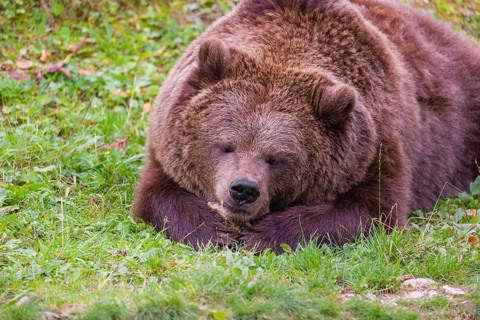 An adult female brown bear (Ursus arctos arctos) lies on a meadow and chews a bone