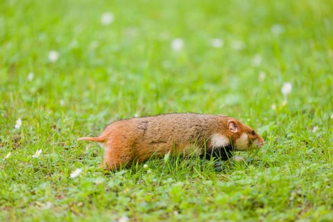 A European hamster (Cricetus cricetus), Eurasian hamster, black-bellied hamster or common hamster,