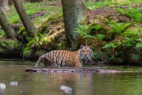 One young female Siberian Tiger, Panthera tigris altaica, walking thru the cool fresh water of a