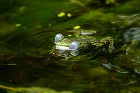 Edible frog (Pelophylax esculentus) in a little lake in the water, Bavaria, Germany, Europe