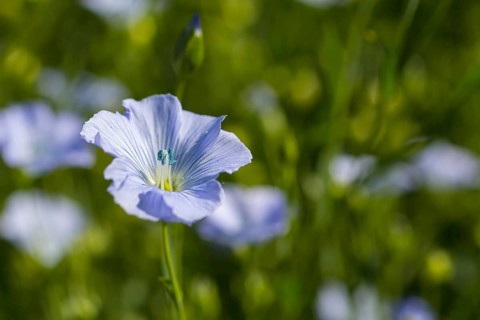 Flax field, flax (Linum) flowers in a field near Hirschstein, Saxony, Germany, Europe
