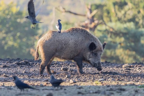 An adult female wild boar or wild pig (Sus scrofa) stands on a clearing searching for food. Western