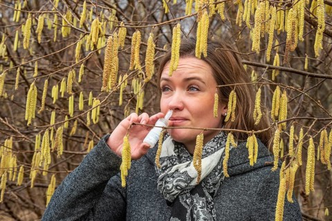 Young Caucasian woman with allergy problem stands by flowering hazel bush and sprays her nose in