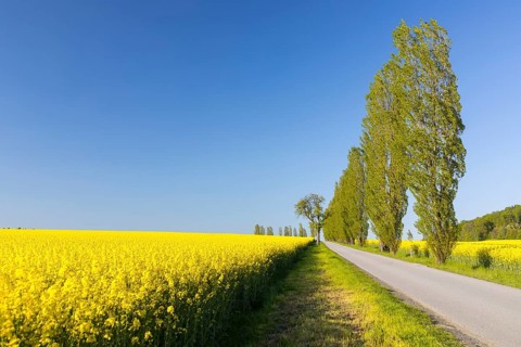 Flowering rape fields (Brassica napus) and poplar avenue in Ebenheit on the Lilienstein, Saxon