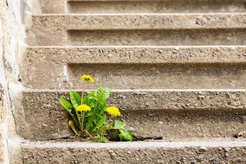 Dandelion (Taraxacum) growing and flowering in the crack of a step at the Spitzhaus in Radebeul,
