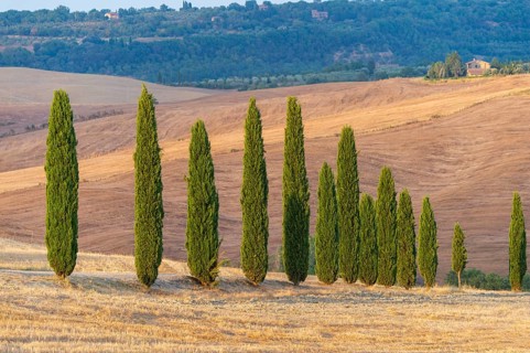 Typical Tuscan landscape in Val d'Orcia with hills, trees, fields, farmhouses and cypresses in