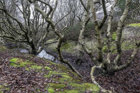 Birch trunks (Betula pendula), Amrum, Schleswig-Holstein, Germany, Europe