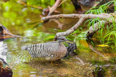 A sunbittern (Eurypyga helias) walks through a shallow creek in a forest searching for food