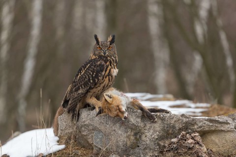 One Eurasian Eagle Owl, Bubo bubo, perched on a carcass of a red fox lying on a rock. A forest in