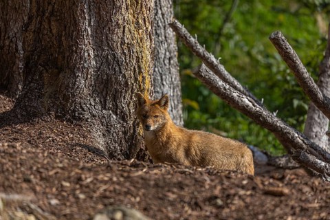 One golden jackal (Canis aureus)resting on forest floor in front of fallen trees on a sunny day