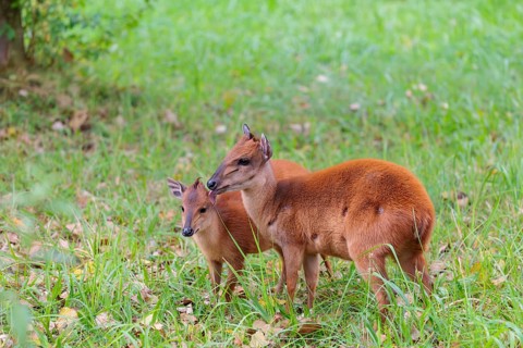 A female red forest duiker, Natal duiker or Natal red duiker (Cephalophus natalensis) stands with