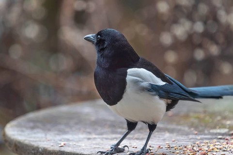 Magpie (Pica pica) fetches food from the patio table, Bavaria, Germany, Europe