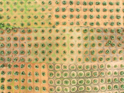 Cultivated olive trees (Olea europaea). Aerial view. Drone shot. Jaén province, Andalusia, Spain,
