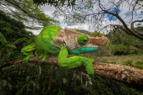Male chameleon (Calumma oushagnessy) in the rainforests of Ranomafana National Park in south-east