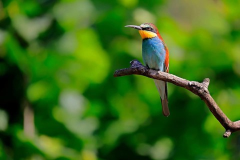 European bee-eater (Merops apiaster), adult, perch, alert, Rhineland-Palatinate, Germany, Europe