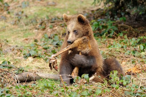 A young brown bear holding a piece of wood in its mouth on a forest floor, Eurasian brown bear