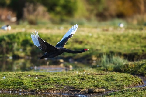 Black Swan, Cygnus atratus, bird in flight over winter marshes