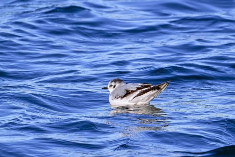 Little gull (Hydrocoloeus minutus, Larus minutus) in first-winter plumage swimming along the North
