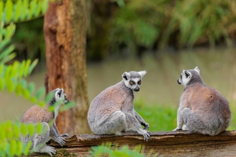 Three ring-tailed lemurs (Lemur catta) sit on a rotten tree lying on the ground and look around