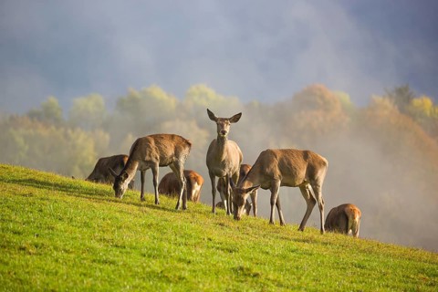 A herd of red deer hinds (Cervus elaphus) stands in a meadow, A forest with autumn leaves can be