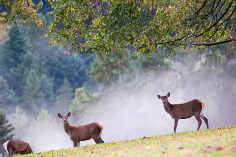 Three red deer hinds (Cervus elaphus) stand in a meadow, A forest with autumn leaves can be seen in