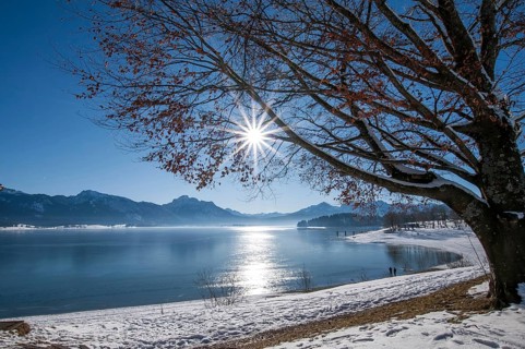 Winter idyll on Lake Forggensee in the Allgäu, in the background the Säuling (2047 m) near Füssen,