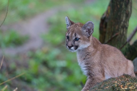 One cougar kitten, Puma concolor, resting in a tree with some green vegetation in the background
