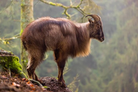 A male Himalayan Tahr (Hemitragus jemlahicus) stands in the forest on a foggy day