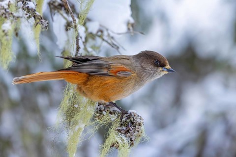 Siberian jay (Perisoreus infaustus, Corvus infaustus) perched in spruce tree in snow covered taiga