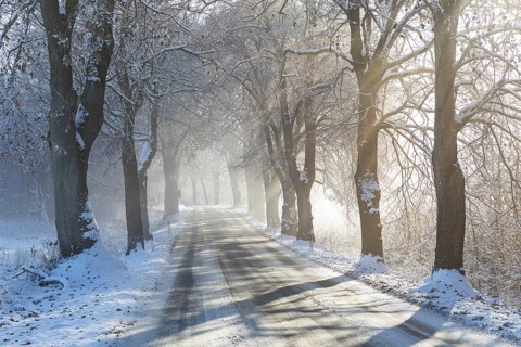 Snow-covered road, wintry avenue with fog and sun near Neukloster, Mecklenburg-Vorpommern, Germany,
