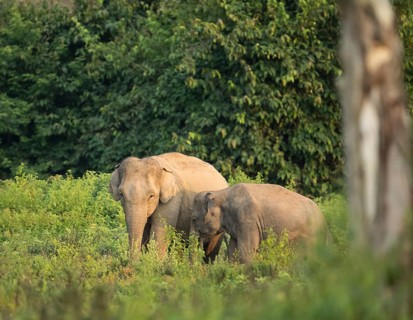 Indian elephants (Elephas maximus indicus), Khiri Khan, Hua Hin, Kui Buri National Park, Thailand,