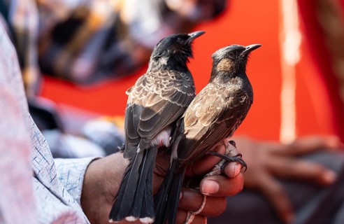 Hajo, India. 15 January 2024. Bird owners hold red-vented bulbuls before fighting during a