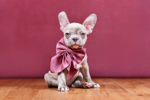 Cute Lilac Brindle French Bulldog dog puppy with healthy long nose and ribbon in front of studio
