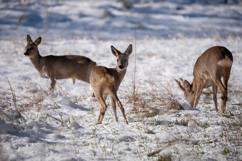 Three deer standing in a snowy winter landscape, Stadtpark Rotehorn, Magdeburg, Saxony-Anhalt,