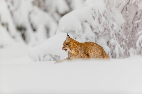 One young male Eurasian lynx, (Lynx lynx), walking through deep snow covered undergrowth in a