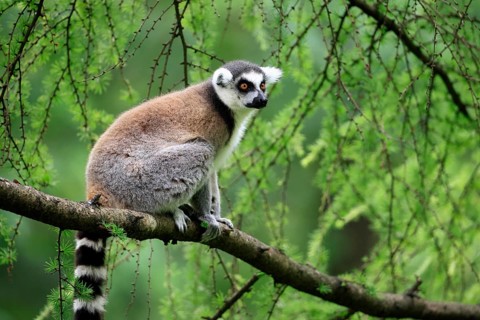 Catta (Lemur catta) adult, sitting on tree, Magaskar