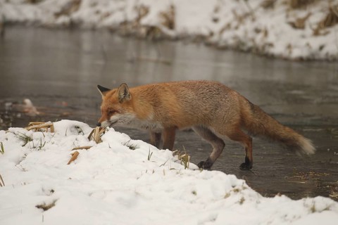 Lynx (Vulpes vulpes) on a frozen stream, Allgäu, Bavaria, Germany, Allgäu, Bavaria, Germany, Europe