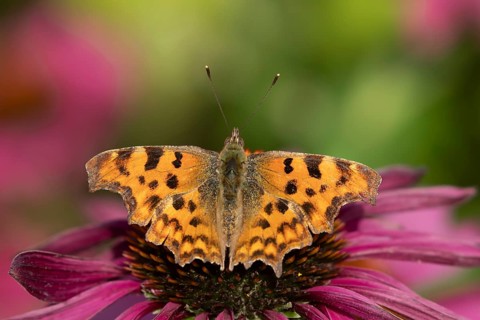Comma butterfly (Polygonia c-album) adult insect feeding on a garden Cone flower (Echinacea) flower