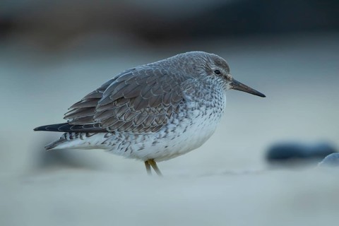 Red knot (Calidris canutus) adult wading bird in winter plumage on a coast shoreline, England,