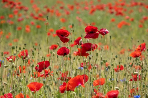 Corn poppy field (Papaver rhoeas), Münsterland, North Rhine-Westphalia, Germany, Europe