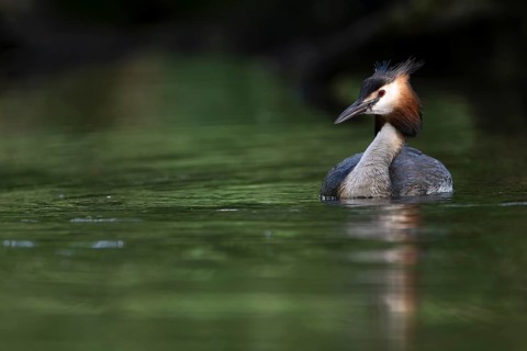 Great Crested Grebe (Podiceps cristatus), Nettetal, Germany, Europe