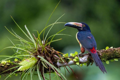 Collared Aracari (Pteroglossus torquatus), Toucans (Ramphastidae), Laguna del Lagarto Lodge,