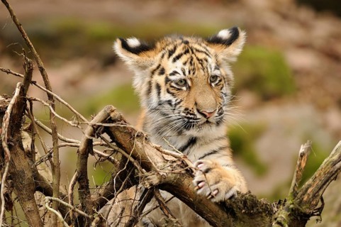 A curious tiger cub looks over a piece of wood in a natural environment, Siberian tiger (Panthera