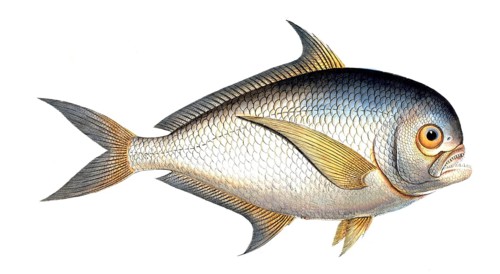 Fish, Fish, Sea bream family, Sparus raii, Historical, digitally restored reproduction from a 19th