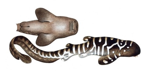 Fish, Fish, Shark genus from the spiny dogfish family, Squalus fasciatus, Historical, digitally